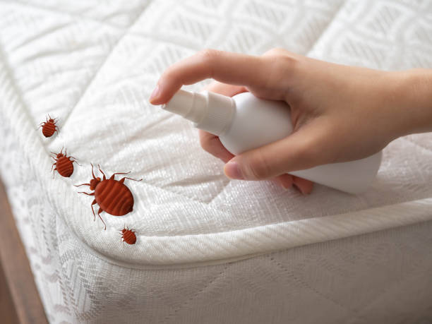Best Cockroach Control Services  in Granvle, IL