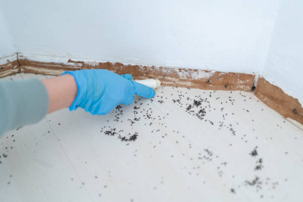 Best Pest Prevention Services  in Granvle, IL